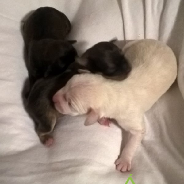 Jessica babák_2019.10.27. Jessica babák_2019.10.27.