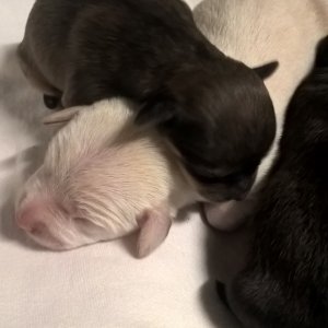 Jessica babák_2019.10.27._3 Jessica babák_2019.10.27._3