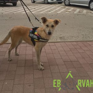 Utcai tréning_Rella-Chuck_2019.10.16._1 Utcai tréning_Rella-Chuck_2019.10.16._1