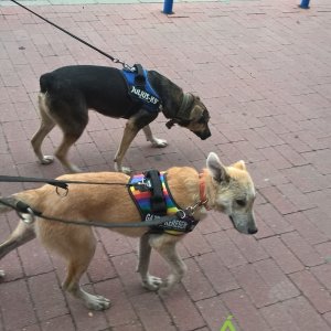 Utcai tréning_Rella-Chuck_2019.10.16._4 Utcai tréning_Rella-Chuck_2019.10.16._4