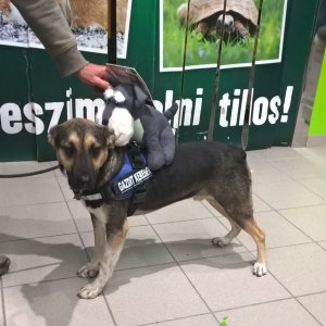 Utcai tréning_Rella-Chuck_2019.10.16._5 Utcai tréning_Rella-Chuck_2019.10.16._5