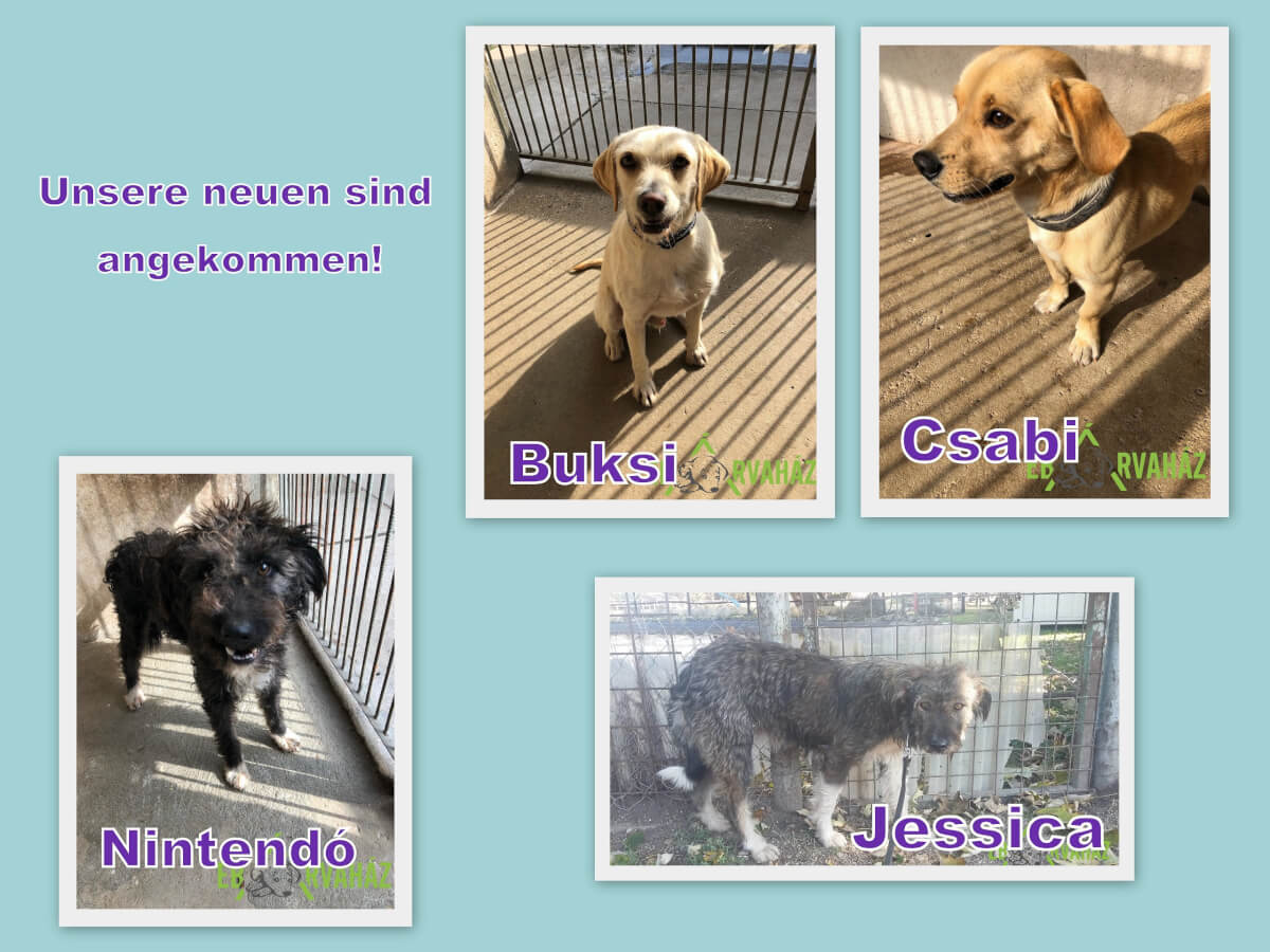 Újak_Szarvas_2019.10.16.