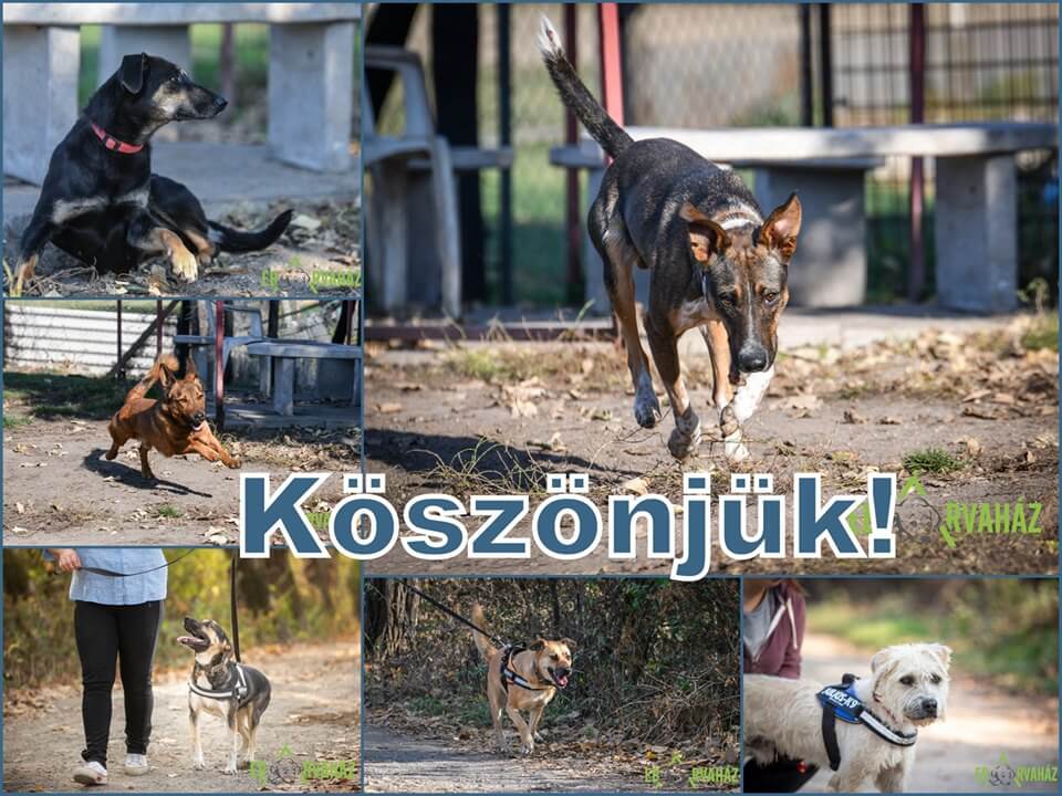 74693534_1427376370749245_7437614709232107520_n