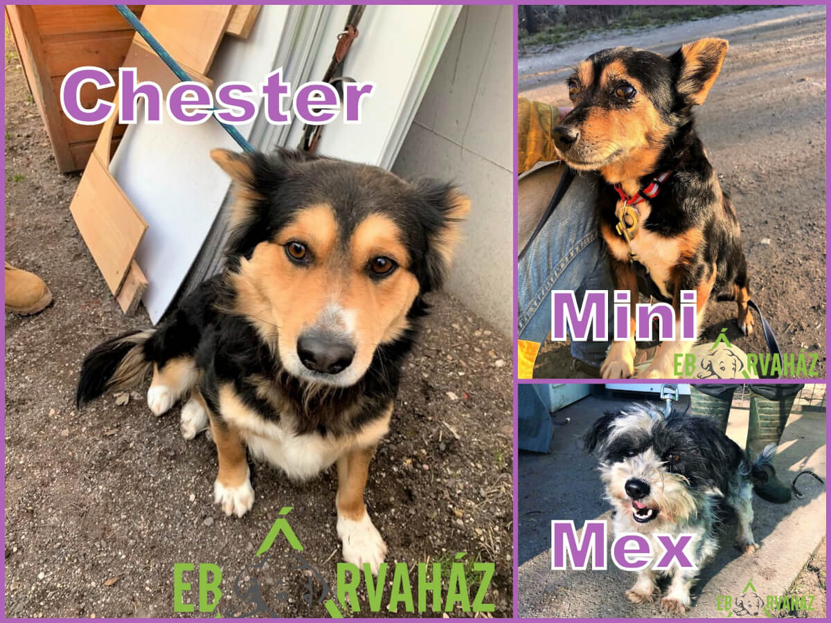 Új jutyusok_2020.01.10._Chester-Mini-Mex