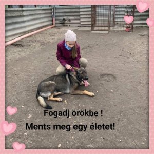 Bogi_Önkéntes_2020.02.25. Bogi_Önkéntes_2020.02.25.