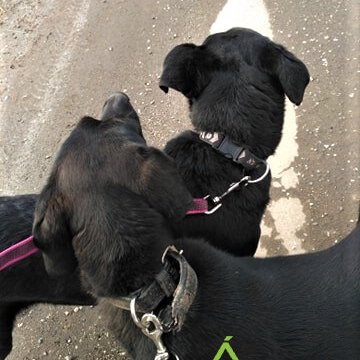 Bájos-Bársony_2020.03.07._3