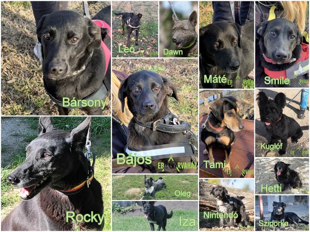 Feketék_2020.03.13.