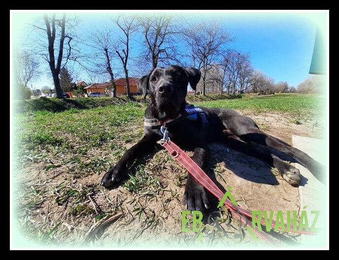 Sétáltatás_2020.03.16.