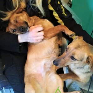 Zizi kényesztetés_2020.03.06.