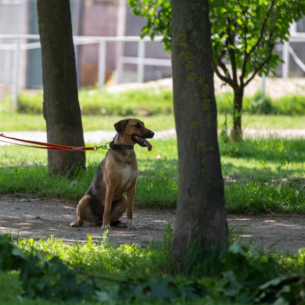 A62U2520_2 A62U2520_2