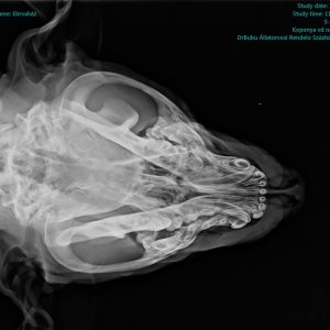 Elütött kiskuyta_Zeusz_2020.06.02. Elütött kiskuyta_Zeusz_2020.06.02.