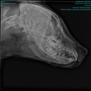 Elütött kiskuyta_Zeusz_2020.06.02._2 Elütött kiskuyta_Zeusz_2020.06.02._2