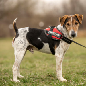 borito-jack borito-jack