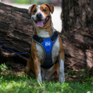 borito_hadesz borito_hadesz