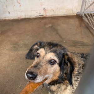 Adomany_2020.11.13._3-1 Adomany_2020.11.13._3-1