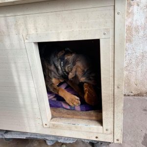 Adomany_2020.11.13._4-1 Adomany_2020.11.13._4-1