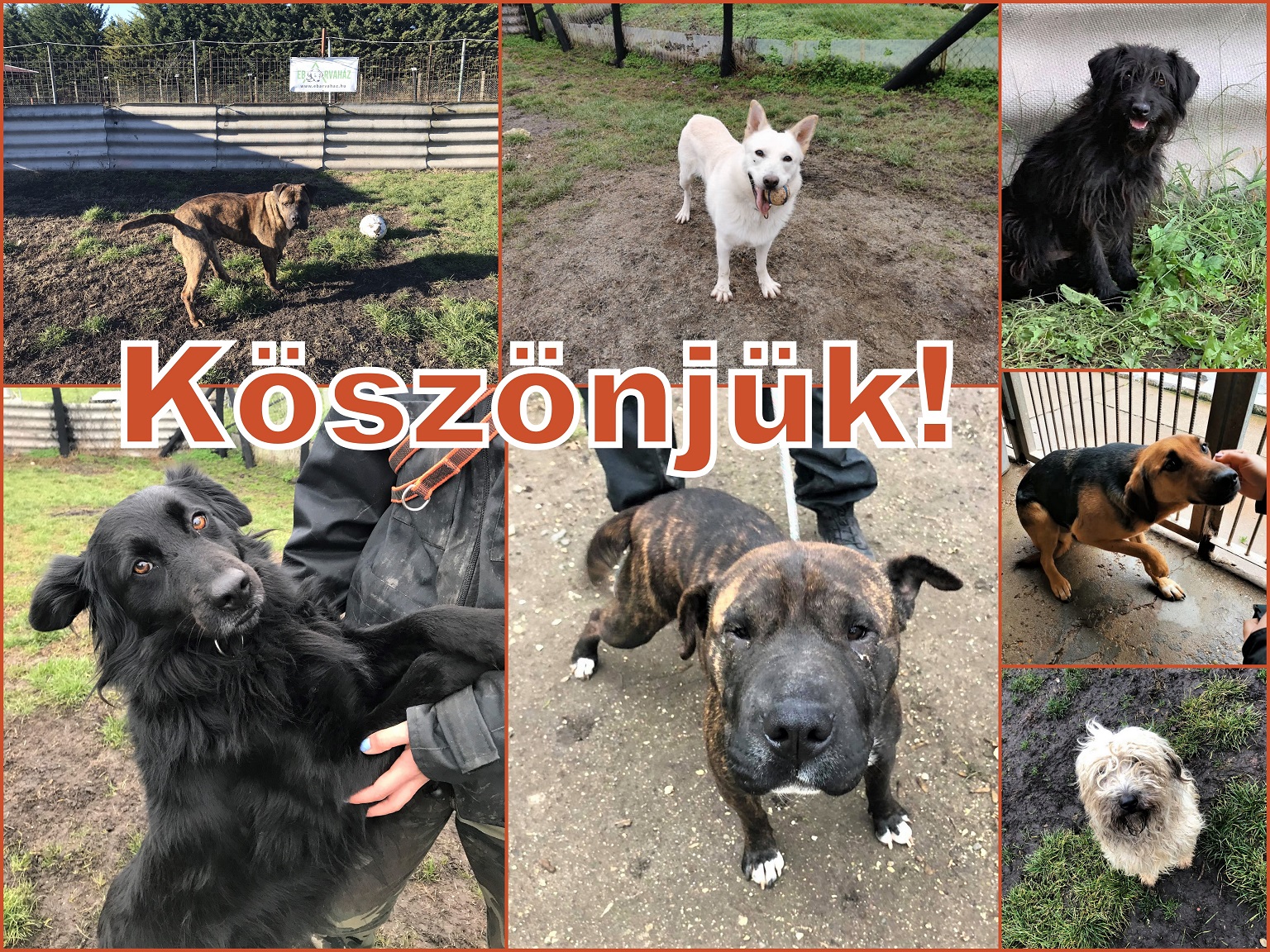 Köszönjük-2020.12.