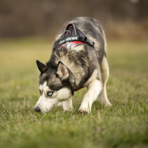 DSC04045_k DSC04045_k