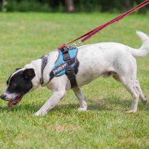 Sparko16_0 Sparko16_0