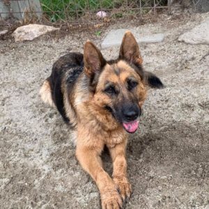 Adománygyűjtés_2021.07.20._4