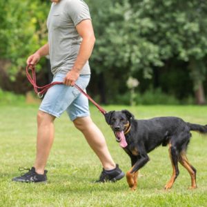 Pollux15_0 Pollux15_0