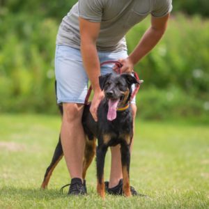 Pollux17_0 Pollux17_0