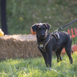 Panni1 (1) Panni1 (1)