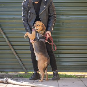 Ranger17 (2) Ranger17 (2)