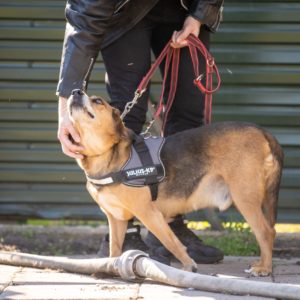 Ranger20 (2) Ranger20 (2)