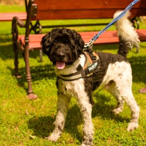 Zénó37_0 Zénó37_0