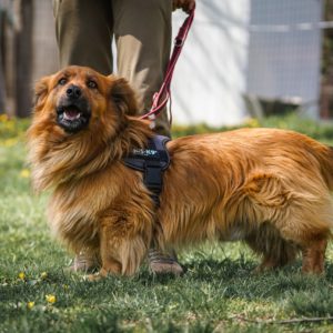 Bernhard26_0 Bernhard26_0