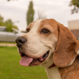 15_Ebarvahaz_fotozas (251 of 340) 15_Ebarvahaz_fotozas (251 of 340)