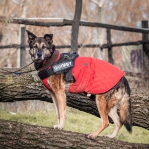 Quimby18_0 Quimby18_0