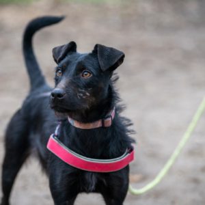 469449982_922090150036708_5085466586854201981_n 1 éves keverék szuka