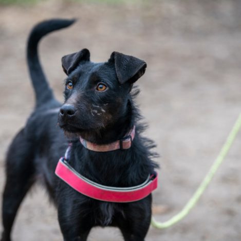 1 éves keverék szuka