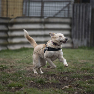 Szamóca19 Szamóca19