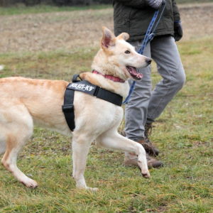 Szamóca35 Szamóca35