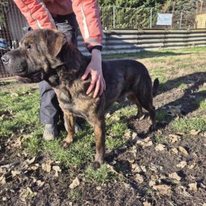 Tony Maci12 Tony Maci12