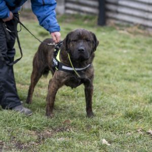 Tony Maci2_0 Tony Maci2_0