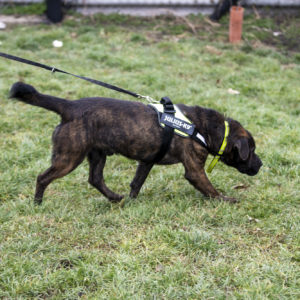 Tony Maci9 Tony Maci9