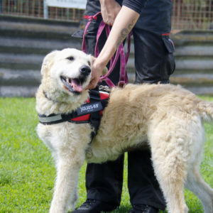 Sziszike18 Sziszike18