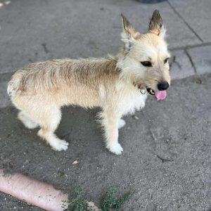 Szöszike1 Szöszike1