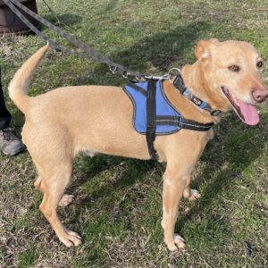 Mangó21_0 Mangó21_0