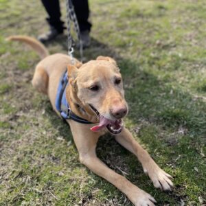 Mangó31_0 Mangó31_0