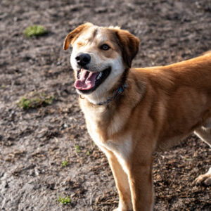 Show-Zsák29 Show-Zsák29